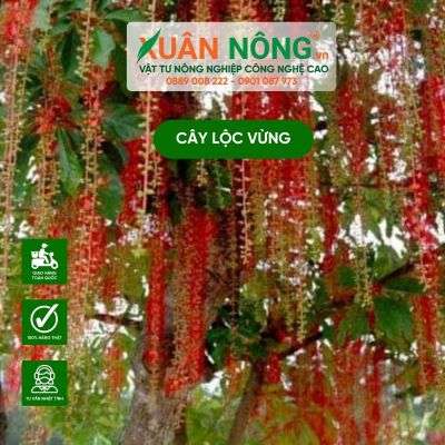 Cách trồng cây lộc vừng trong chậu ra hoa rực rỡ