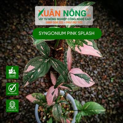 Syngonium Pink Splash: Đặc điểm, cách trồng và chăm sóc