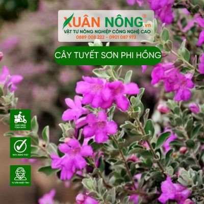 Cách trồng Cây Leucophyllum frutescens Pink Snow (Tuyết Sơn Phi Hồng)