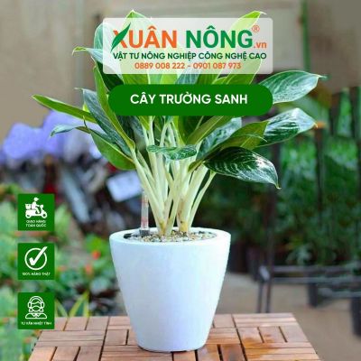 Cây trường sanh xanh lá dài: cách nhân giống và chăm sóc