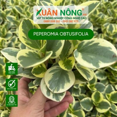 Peperomia obtusifolia: Đặc điểm, cách trồng và chăm sóc