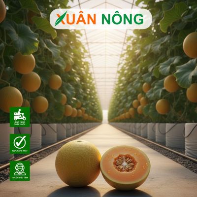 Nhà màng trồng dưa lưới - Phân tích lợi nhuận mô hình