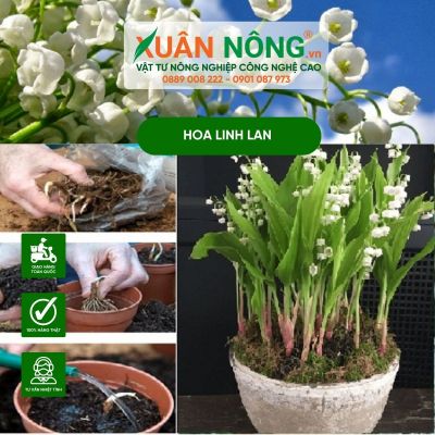 Hoa linh lan: Đặc điểm, ý nghĩa, cách trồng nở rực rỡ