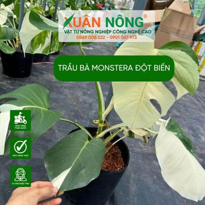 Đặc điểm, ý nghĩa, cách trồng trầu bà Monstera đột biến