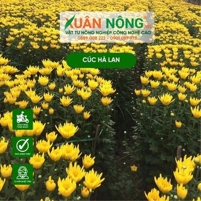 Kỹ thuật trồng cúc Hà Lan siêu hoa đơn giản tại nhà