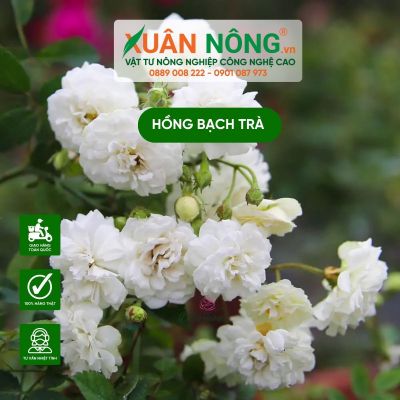 Hồng bạch trà: Ý nghĩa, đặc điểm và cách trồng