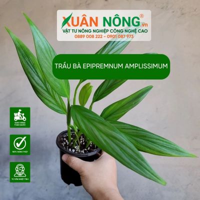 Trầu bà Epipremnum amplissimum: Đặc điểm, cách trồng, chăm sóc