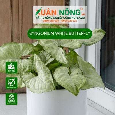 Syngonium White Butterfly: Đặc điểm, cách trồng và chăm sóc