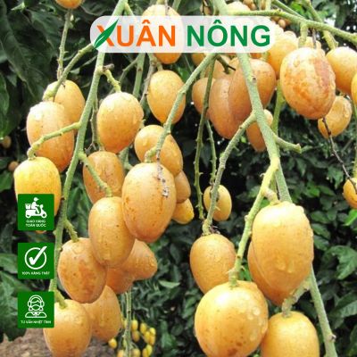 Cây quất hồng bì: Đặc điểm, công dụng, cách trồng, chăm sóc
