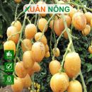 Cây quất hồng bì: Đặc điểm, công dụng, cách trồng, chăm sóc