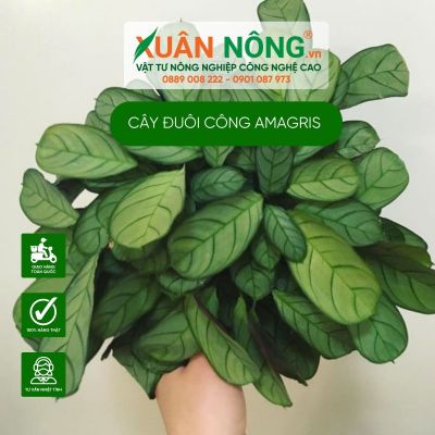 Cách trồng và chăm sóc cây đuôi công Amagris (Calathea Amagris)