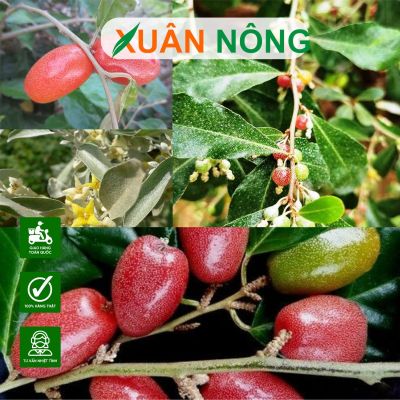 Kỹ thuật kích thích cây nhót ra hoa, đậu trái hiệu quả