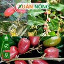 Kỹ thuật kích thích cây nhót ra hoa, đậu trái hiệu quả