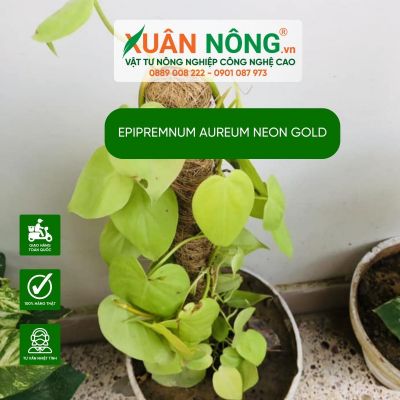 Epipremnum aureum Neon Gold: Cách trồng và chăm sóc