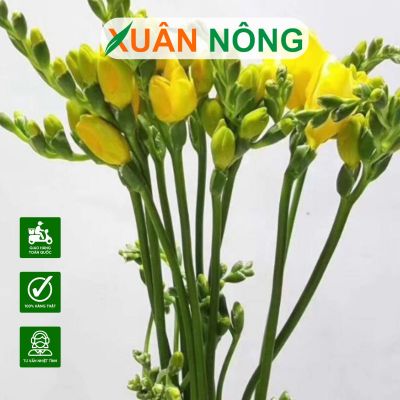 Cách trồng và chăm sóc hoa lan tiên hiệu quả