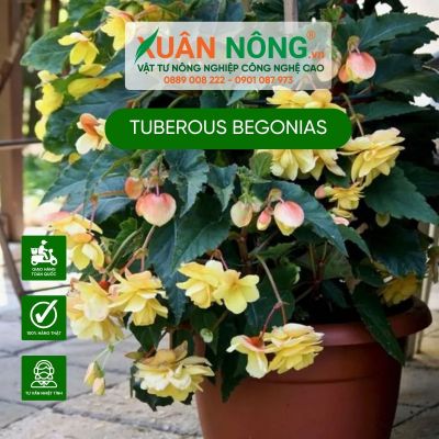 Tuberous begonias: Đặc điểm, cách trồng và chăm sóc