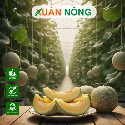 Nhà màng trồng dưa lưới - Hiệu quả trồng dưa lưới
