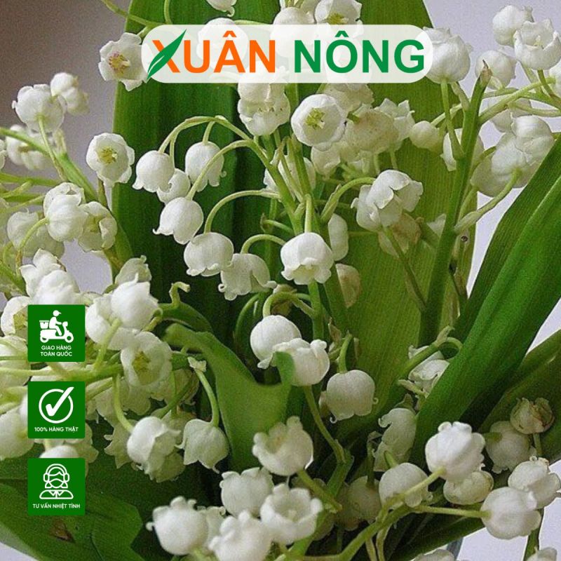 Hoa Linh Lan có độc không? Giải đáp chi tiết