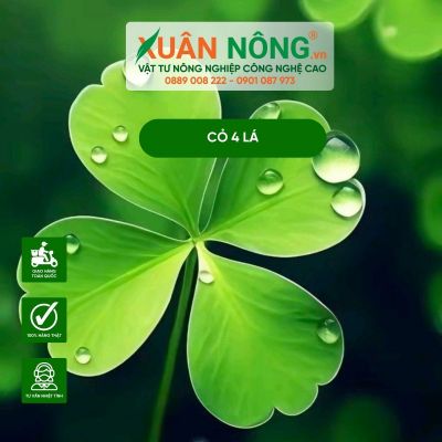 Cỏ 4 lá là gì? Ý nghĩa phong thủy và trong tình yêu