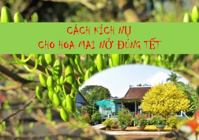 Cách kích nụ cho cây hoa mai nở đúng tết