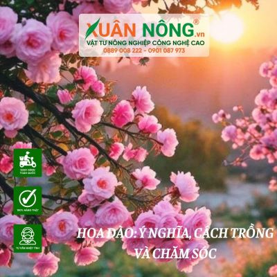 Hoa đào: Ý nghĩa, cách trồng và chăm sóc