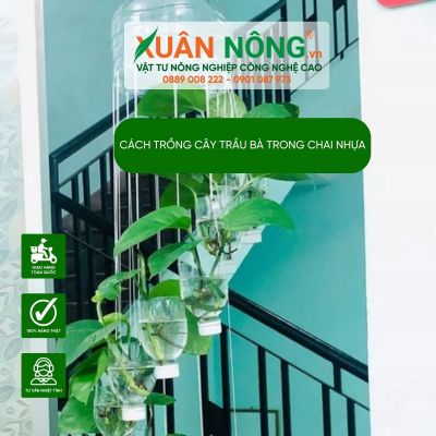 Cách trồng cây trầu bà trong chai nhựa đơn giản