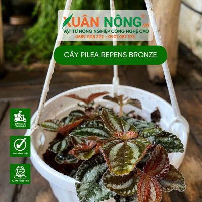 Cách trồng cây Pilea repens Bronze (Đồng Hổ Nhĩ)