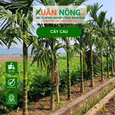 Kinh nghiệm trồng cau lấy quả đúng kỹ thuật ít người biết