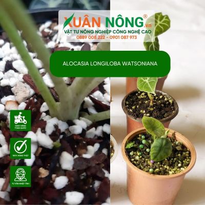 Bí kíp trồng thành công cây Alocasia longiloba watsoniana