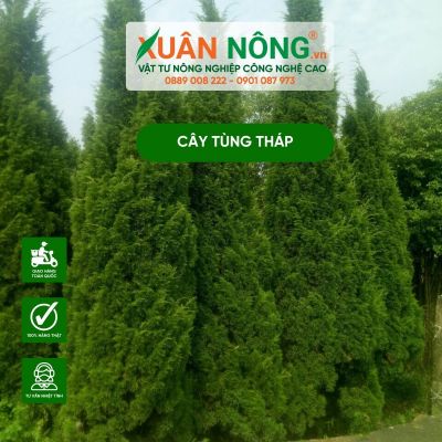 Cây tùng tháp: Ý nghĩa phong thủy, cách trồng và chăm sóc