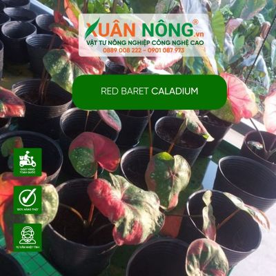 Cách trồng và chăm sóc Red baret Caladium