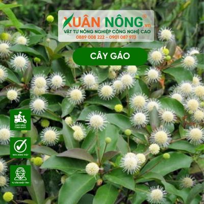 Cây gáo: Đặc điểm, phân loại và công dụng dược liệu