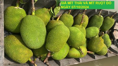 GIÁ MÍT THÁI VÀ MÍT RUỘT ĐỎ HÔM NAY NGÀY 07/11/2024