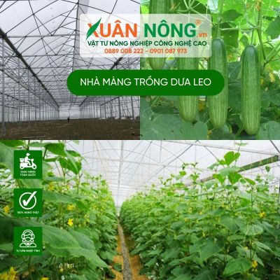 Mô hình nhà màng trồng dưa leo năng suất cao