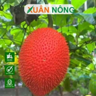 Cây gấc: Đặc điểm, công dụng và hướng dẫn trồng hiệu quả
