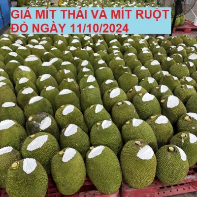 GIÁ MÍT THÁI VÀ MÍT RUỘT ĐỎ HÔM NAY NGÀY 11/10/2024