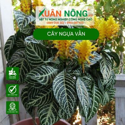 Cây Aphelandra squarrosa Zebra (Ngựa Vằn): Đặc điểm, cách trồng, chăm sóc