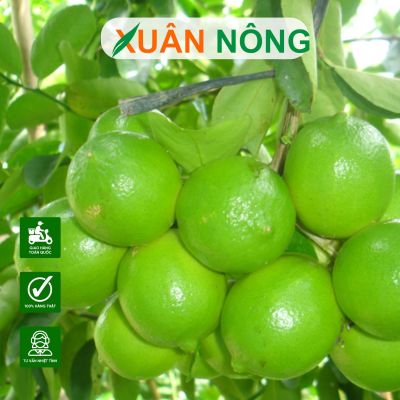 Cách chăm sóc cây chanh chùm Tứ quý cho trái quanh năm