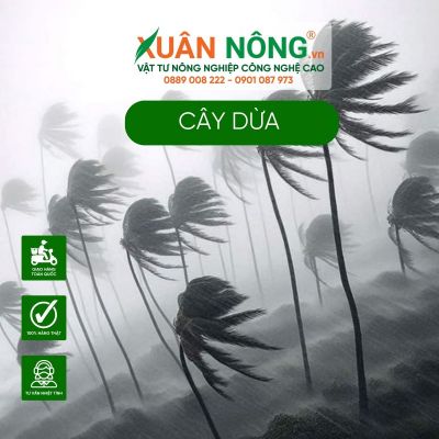 Vì sao cây dừa không bị bật gốc, gãy đổ trong giông bão?