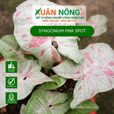 Syngonium Pink Spot: Đặc điểm, cách trồng và chăm sóc