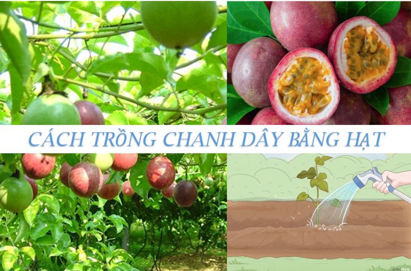 Cách trồng chanh dây bằng hạt