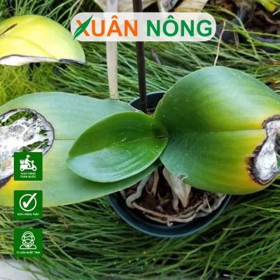 Nguyên nhân, cách khắc phục vàng lá hoa lan