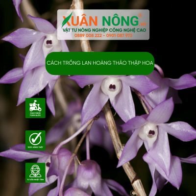 Cách trồng lan Hoàng thảo Thập hoa năng suất cao