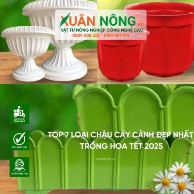 Top 7 loại chậu cây cảnh đẹp nhất trồng hoa Tết 2025