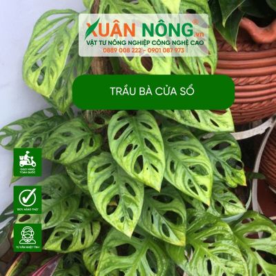 Đặc điểm, cách trồng và chăm sóc cây trầu bà cửa sổ