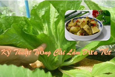 Kỹ thuật trồng cải làm dưa tết