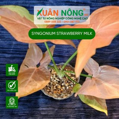 Syngonium Strawberry Milk: Đặc điểm, cách trồng và chăm sóc