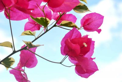 Tưới nước cho hoa giấy lúc nào để hoa nở và tươi tốt quanh năm?
