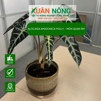 Cách trồng, chăm sóc Alocasia amazonica Polly - Môn Quan Âm