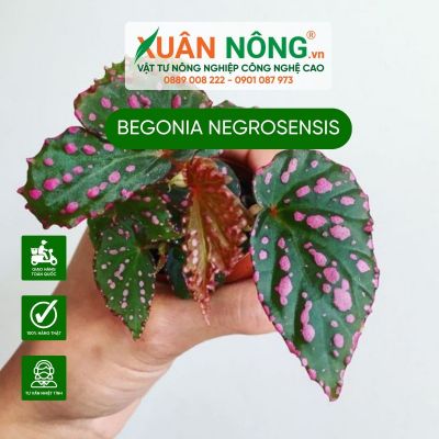 Begonia Negrosensis: Đặc điểm, cách trồng và chăm sóc